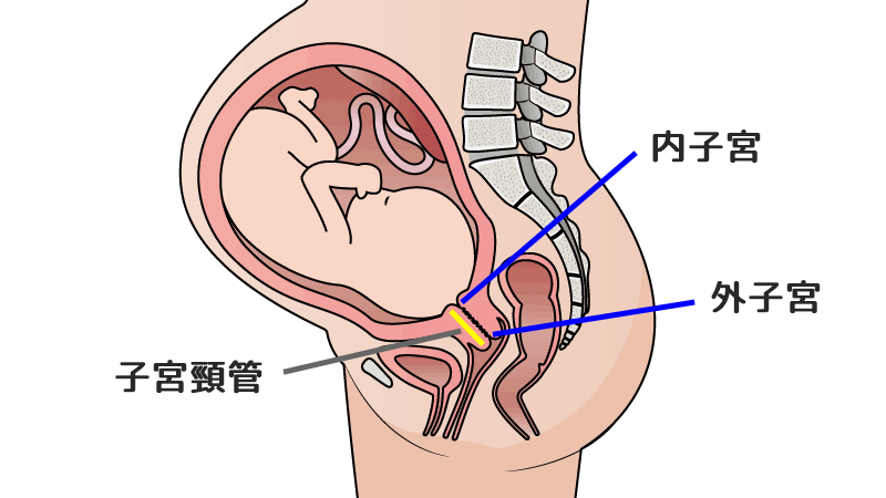 子宮頸管の長さの平均は 切迫早産の診断基準は何cm